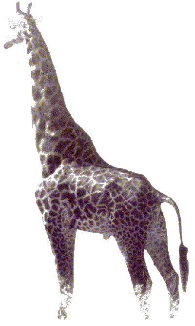 African Giraffe