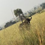 Buffallo – MFNP