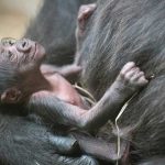 newborn gorila